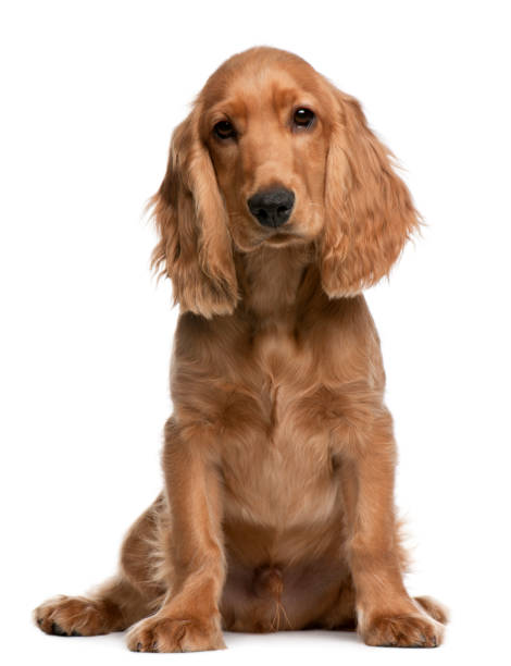 cachorro de cocker spaniel inglés, 5 meses de edad, sentado frente a fondo blanco - cocker spaniel fotografías e imágenes de stock