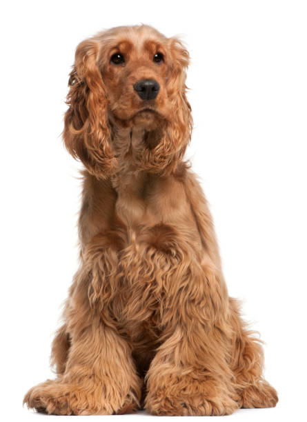 istock English Cocker Spaniel, 2 years old, sitting in front of white background 855853356