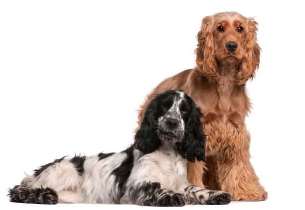 istock Two English Cocker Spaniels, 2 years old, in front of white background 855853384