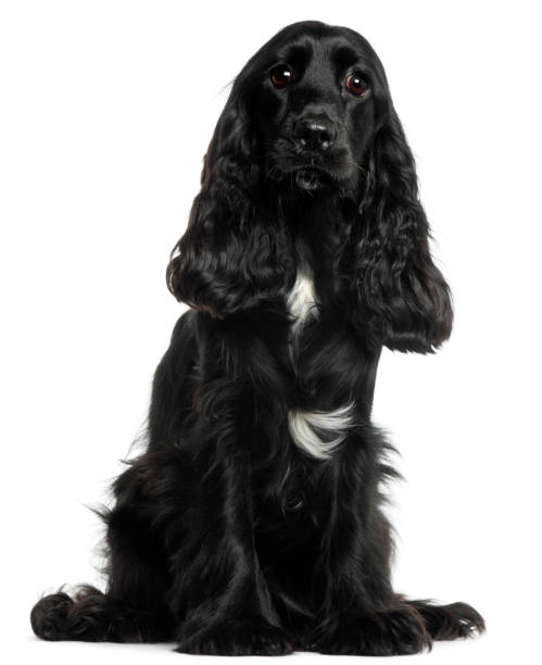 istock English Cocker Spaniel, 8 months old, sitting in front of white background 855853438
