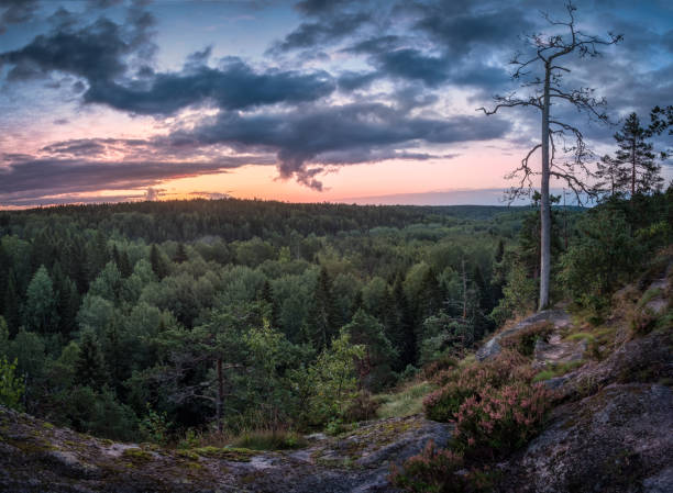 paesaggio panoramico con alba e foresta al mattino presto nel parco nazionale nuuksio, finlandia - pine sunset night sunlight foto e immagini stock