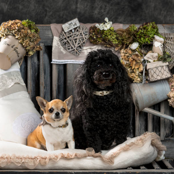 istock Chihuahua and poodle in front of a rustic background 855860994