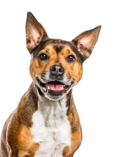 istock Crossbreed dog isolated on white 855863280