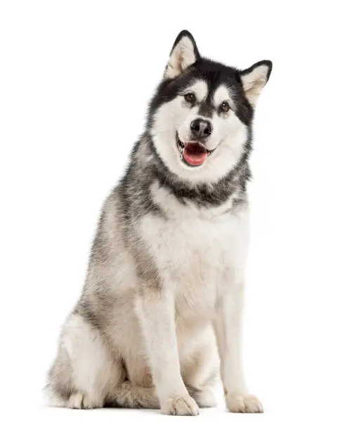 Alaskan Malamute looking at the camera, sticking the tongue out, isolated on white