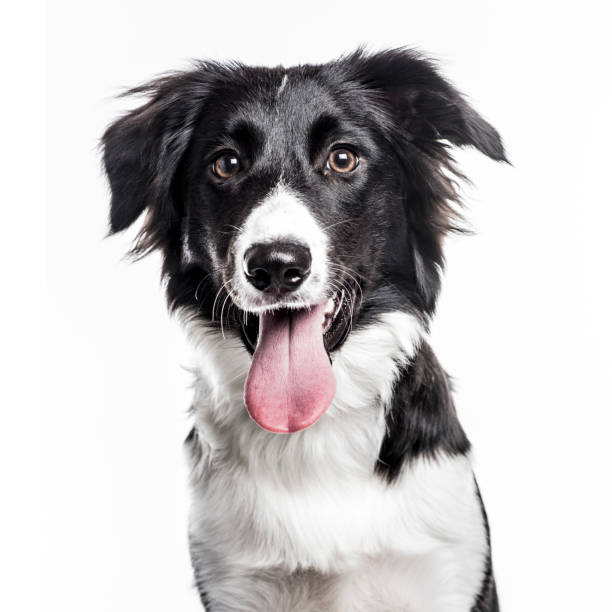 border collie cachorro aislado en blanco - collie fotografías e imágenes de stock