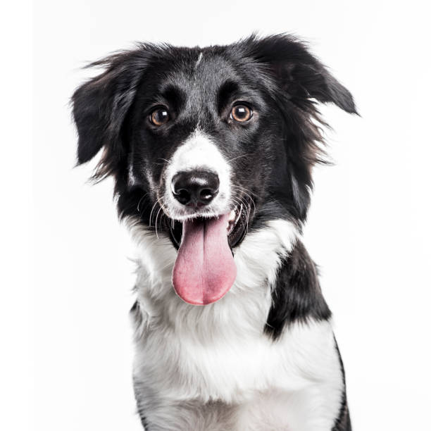 Border Collie puppy isolated on white Close-up of a Border Collie puppy sticking the tongue out, isolated on white border collie stock pictures, royalty-free photos & images