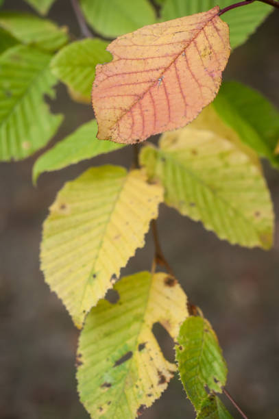 istock autumnal leaves in urban park 855863642