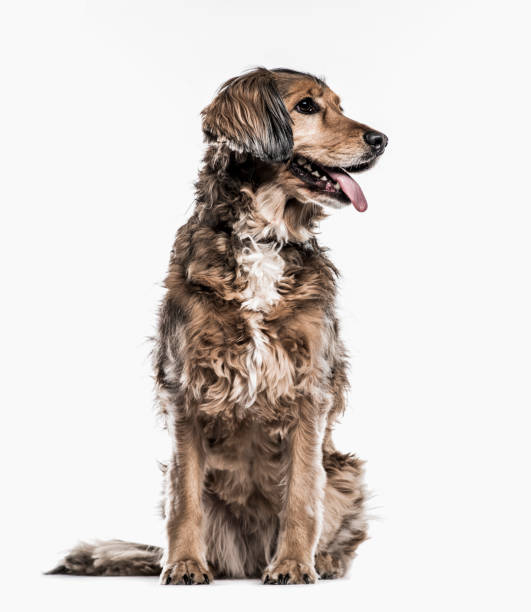 istock Crossbreed dog isolated on white 855863702
