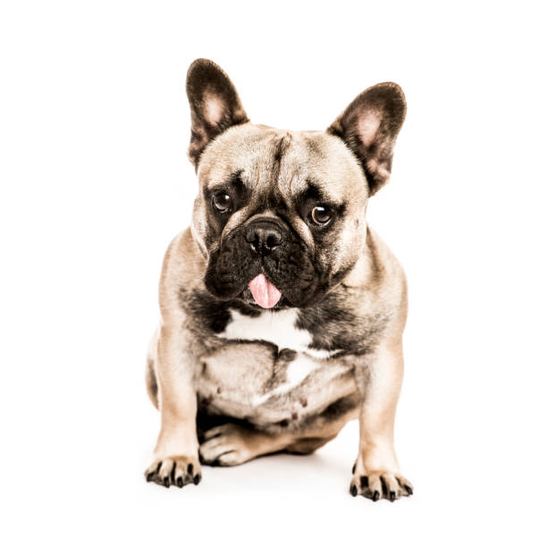 istock French Bulldog looking at the camera, isolated on white 855863768