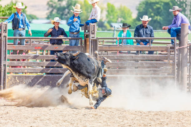 istock Cowboy is thrown by a bull during competition at a local rodeo 855864118