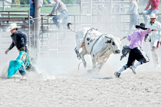 istock Cowboy hustles off after being thrown by a bull while the rodeo clown keeps him away from him at a rodeo 855867238