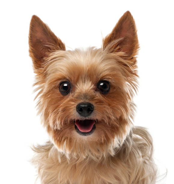 istock Close-up of Yorkshire Terrier, 9 years old, looking at camera against white background 855868532