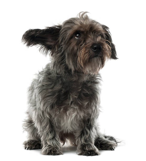 istock Mixed-breed dog, 3 years old, sitting and looking away against white background 855868552