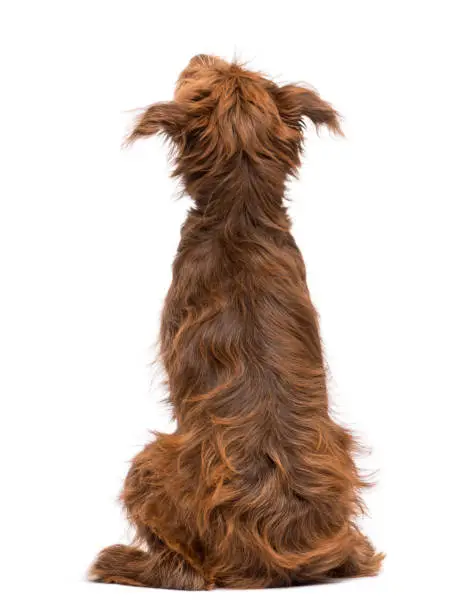 Photo of Rear view of a Crossbreed, 5 months old, sitting and looking up against white background