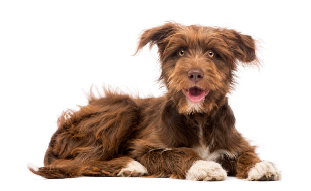 istock Crossbreed, 5 months old, lying and looking at camera against white background 855868940
