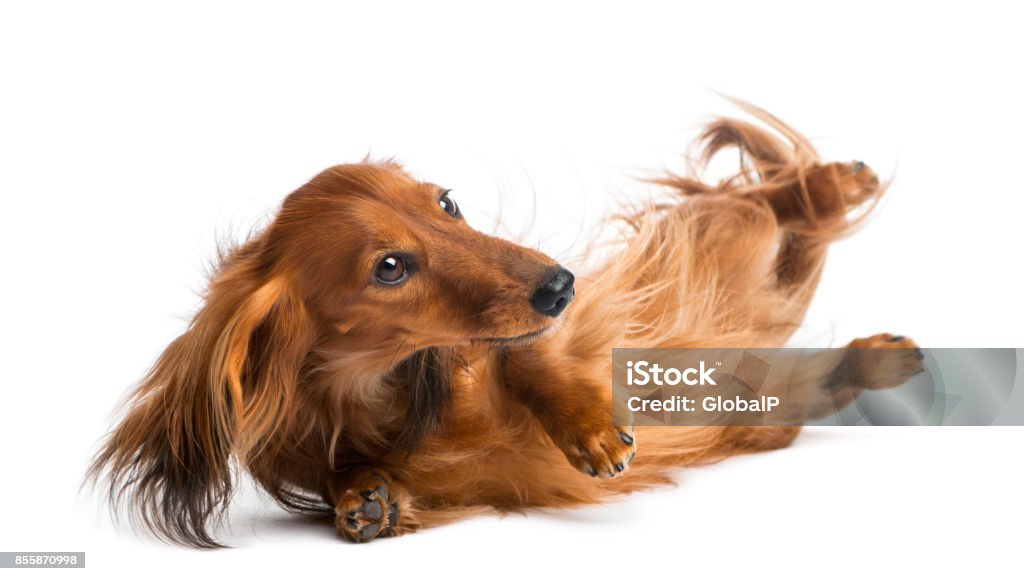 Dachshund rolling, 4 years old, rolling over against white background Dog Stock Photo
