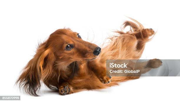 Dachshund Rolling 4 Years Old Rolling Over Against White Background Stock Photo - Download Image Now