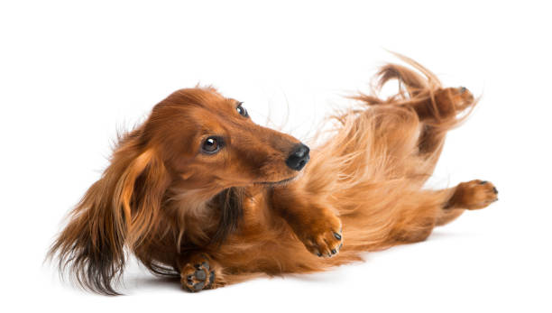 dachshund rolling, 4 years old, rolling over against white background - side view dog dachshund animal imagens e fotografias de stock