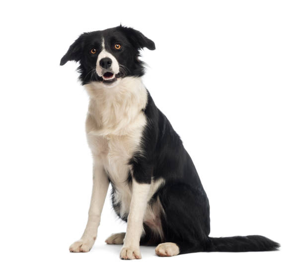 istock Border Collie, 8 months old, sitting and looking up in front of white background 855871686