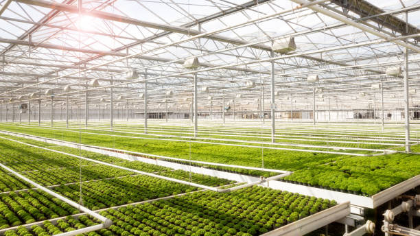 Greenhouse cultivation Industrial greenhouse with rows of cultivation. greenhouse stock pictures, royalty-free photos & images