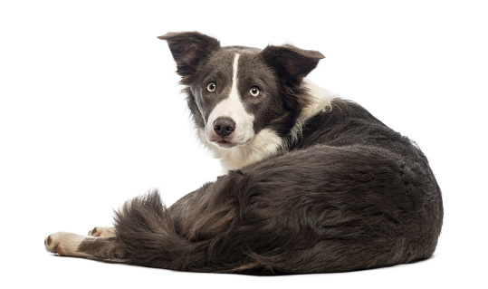 Rear view of a Border Collie, 8 months old, lying and looking at the camera in front of white background