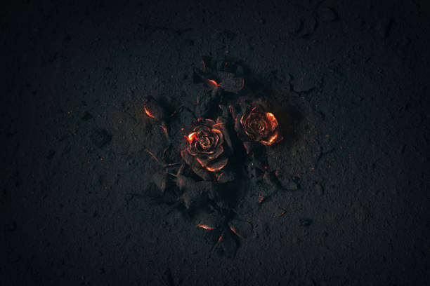 Roses on fire A rose buried in ashes with glowing embers. ash stock pictures, royalty-free photos & images