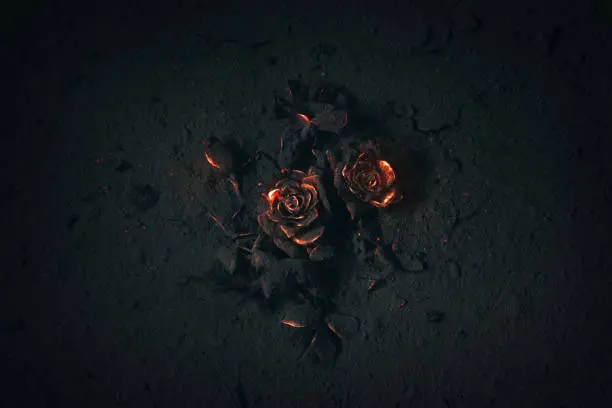 Photo of Roses on fire