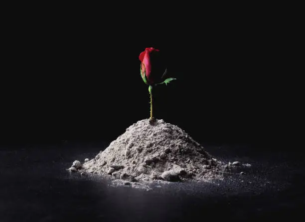 A single rose rises from a pile of ashes.