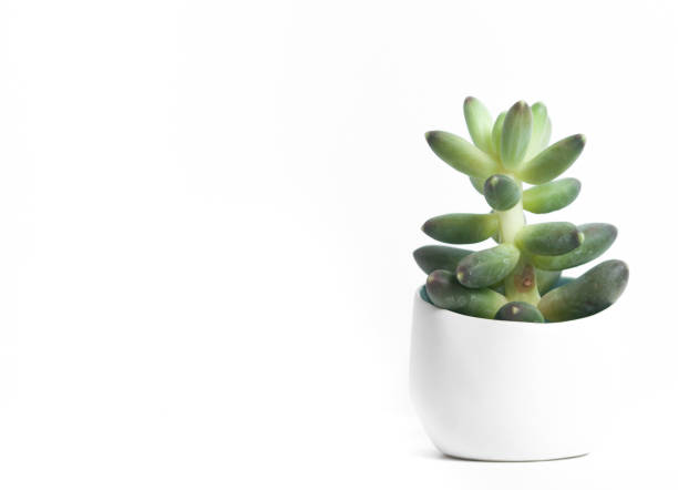 istock Tiny succulent plant in a white vase on a seamlesss white background 855874940