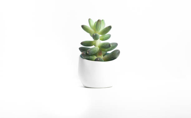 istock Tiny succulent plant in a white vase on a seamlesss white background 855874946