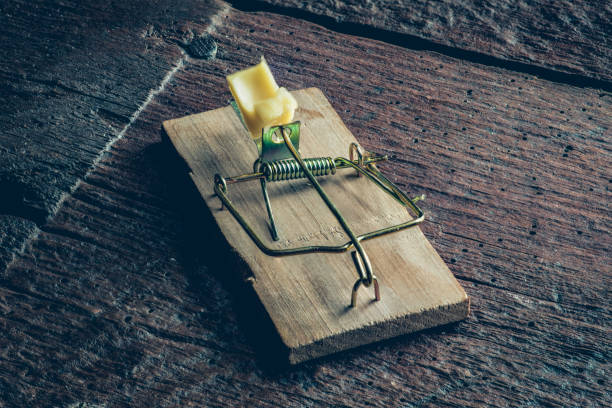 Mouse trpa on the floor Mouse trap with the pease of yellow cheese on the wooden floor rodent trap stock pictures, royalty-free photos & images