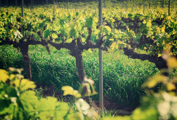 istock Vineyards located among mountains, hills, meadows 855878980