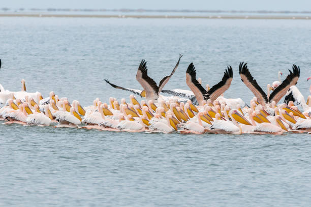 istock Great white pelicans swimming in formation 855879470