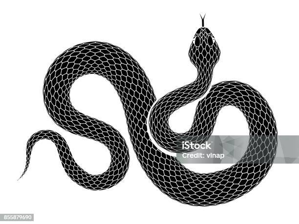 Contour De Serpent Vector Isolé Sur Fond Blanc Vecteurs libres de droits et plus d'images vectorielles de Serpent - Serpent, Peau de serpent, Fond blanc