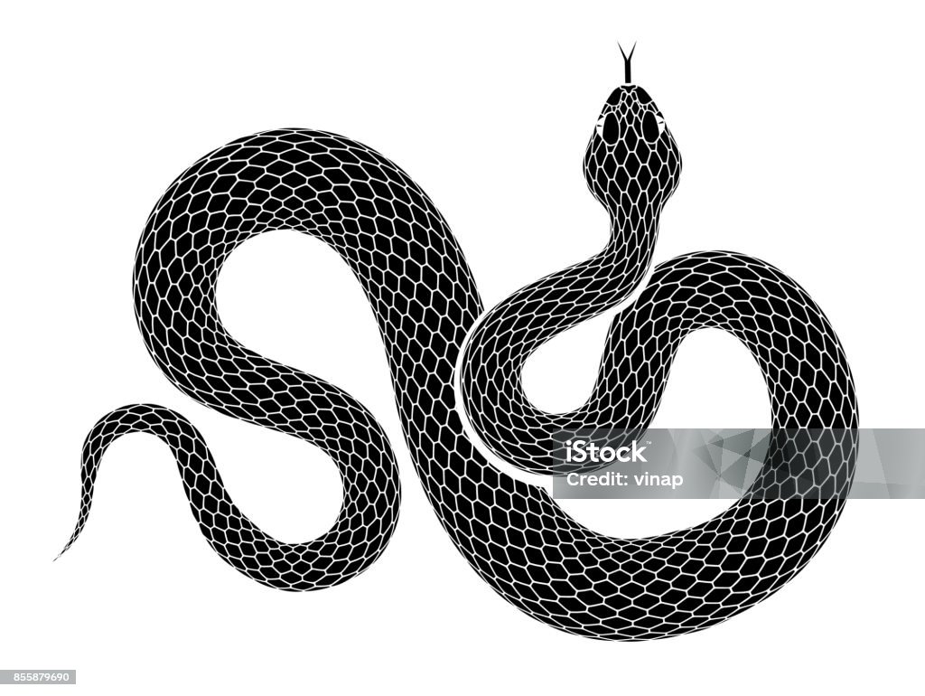 Vector snake outline isolated on a white background. Snake outline illustration. Black serpent isolated on a white background. Vector tattoo design. Snake stock vector