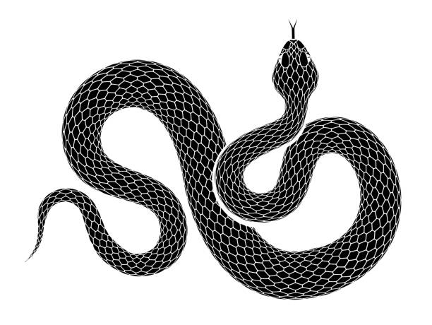 Vector snake outline isolated on a white background. Snake outline illustration. Black serpent isolated on a white background. Vector tattoo design. squamata stock illustrations