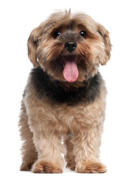 istock Yorkshire Terrier, 6 years old, sitting in front of white background 855882518