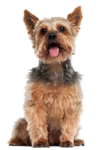 istock Yorkshire Terrier, 14 and a half years old, sitting in front of white background 855882606