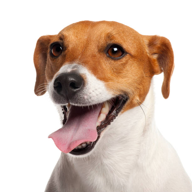 istock Jack Russell Terrier, 4 years old, close up in front of white background 855882668