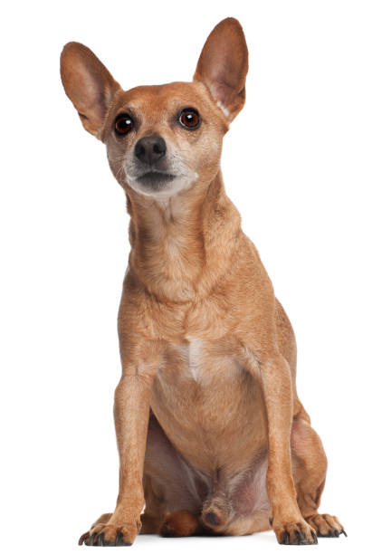 istock Miniature Pinscher sitting in front of white background 855882722