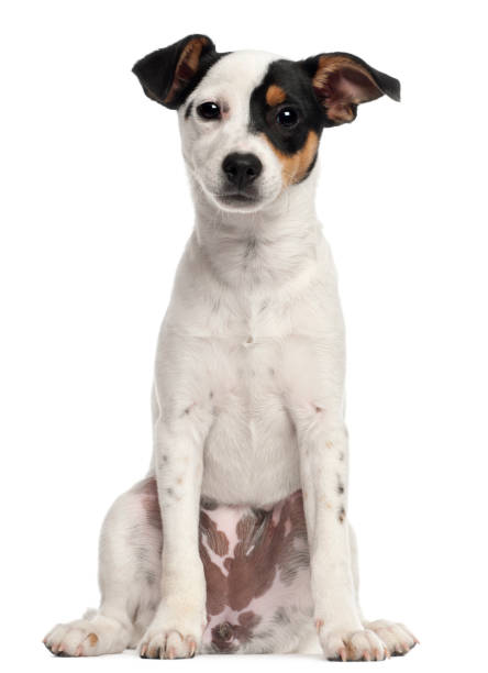 istock Jack Russell Terrier puppy, 5 months old, sitting in front of white background 855882766