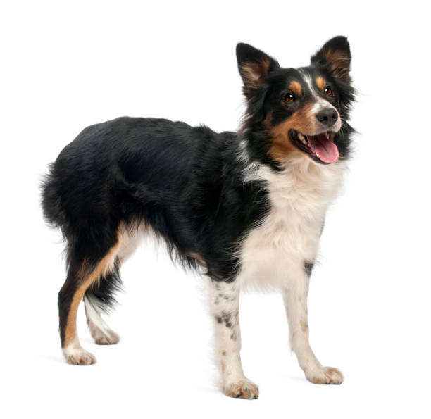 istock Border collie in front of white background 855882788