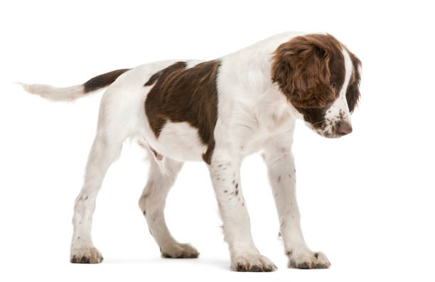 english springer spaniel looking down against white background - springer spaniel dog pets animal imagens e fotografias de stock