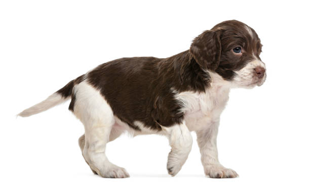 istock English Springer Spaniel, 5 weeks old, looking away against white background 855882828