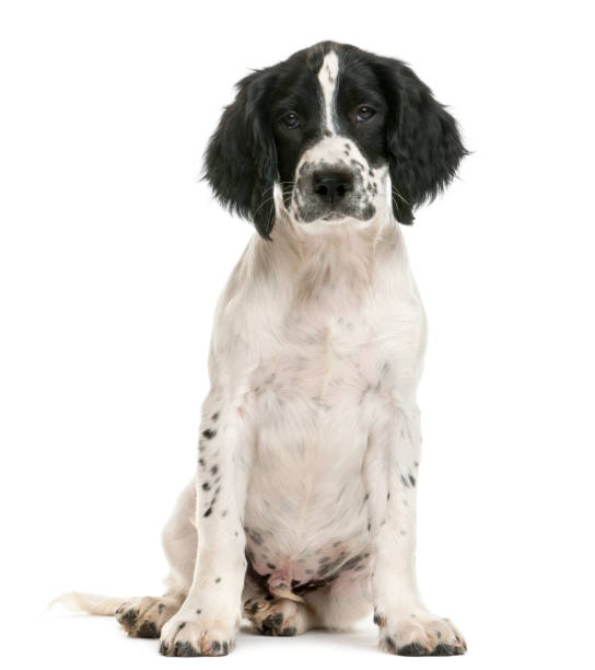 istock English Springer Spaniel sitting and looking at camera against white background 855882876