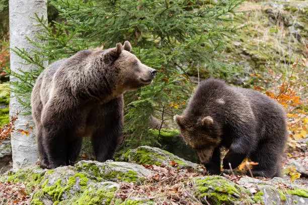 Photo of Brown bears - mother with her youngster