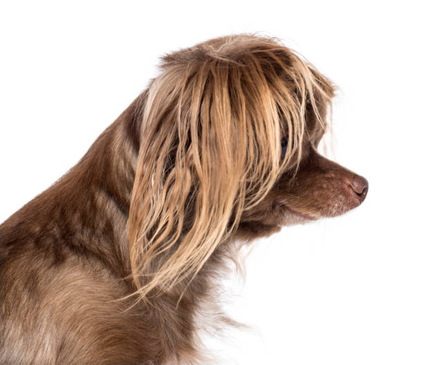 istock Side view of Chihuahuas head against white background 855883360
