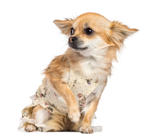 istock Fearful Chihuahua, 1 year old, dressed, sitting and looking away against white background 855883434