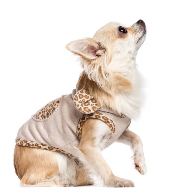 istock Chihuahua sitting, dressed and looking up against white background 855883472