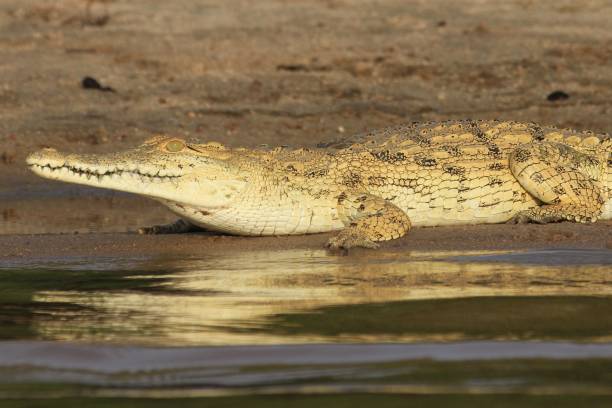 istock Crocodiles at Rufiji River, Tanzania 855883828